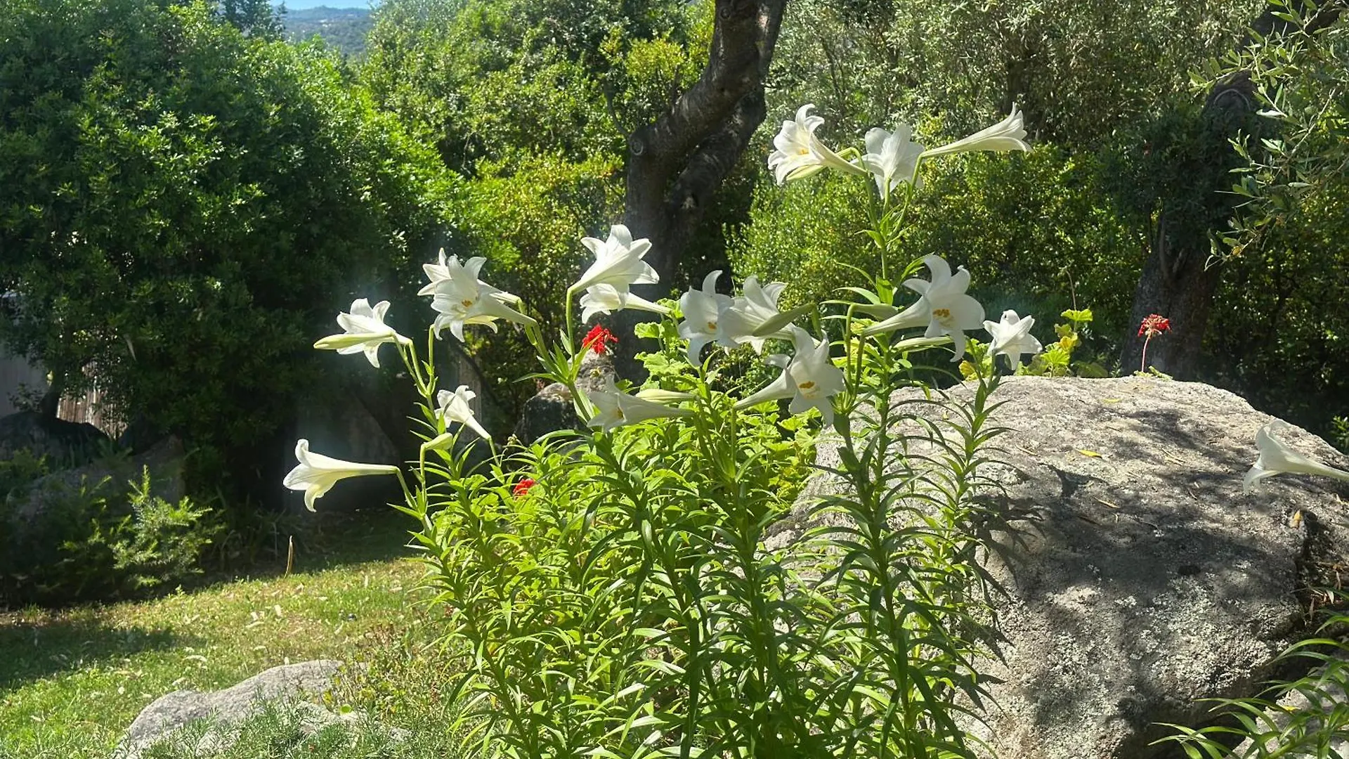 Casa vacanze Olbia - ALEBEA - Italia